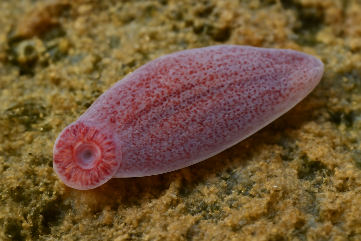 Pseudodiclidophora neotropica