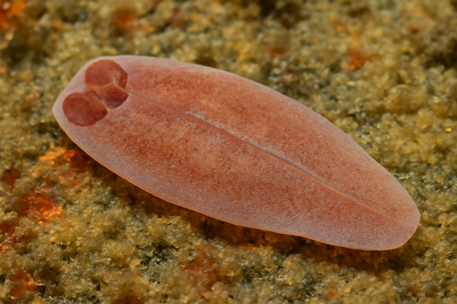 Pseudodiclidophora beveridgei