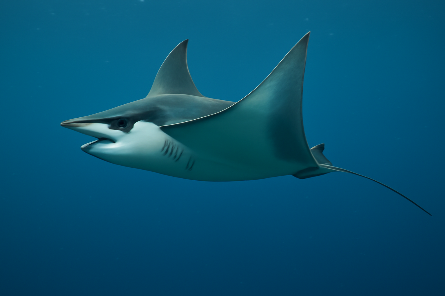 Spinetail Devilray