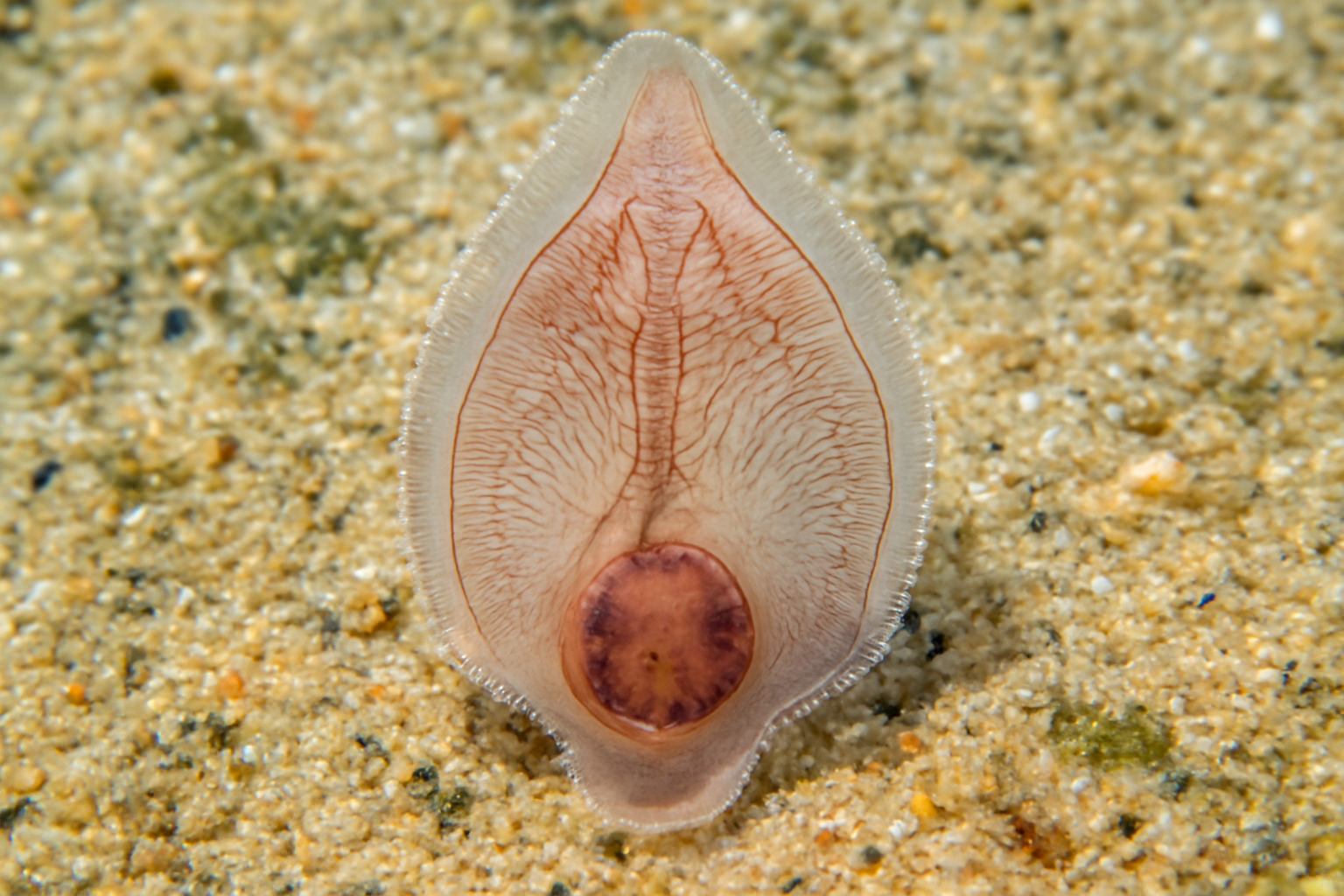 Undulate Ray Monogenean