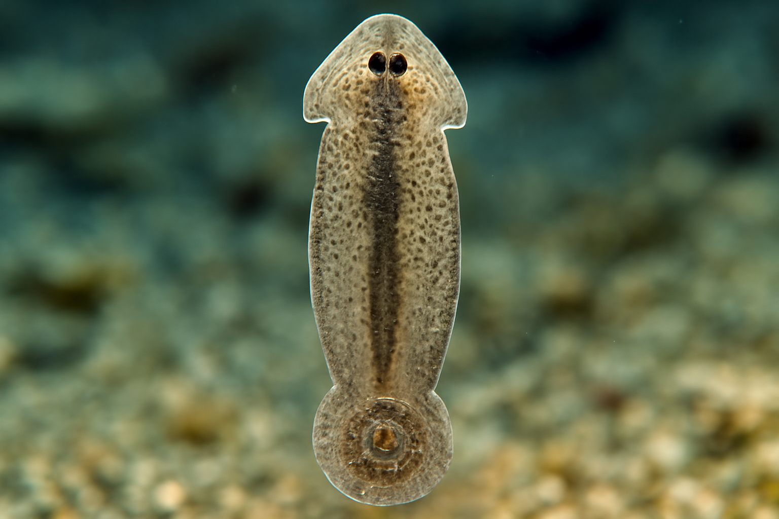 Grey Stingray Monogenean
