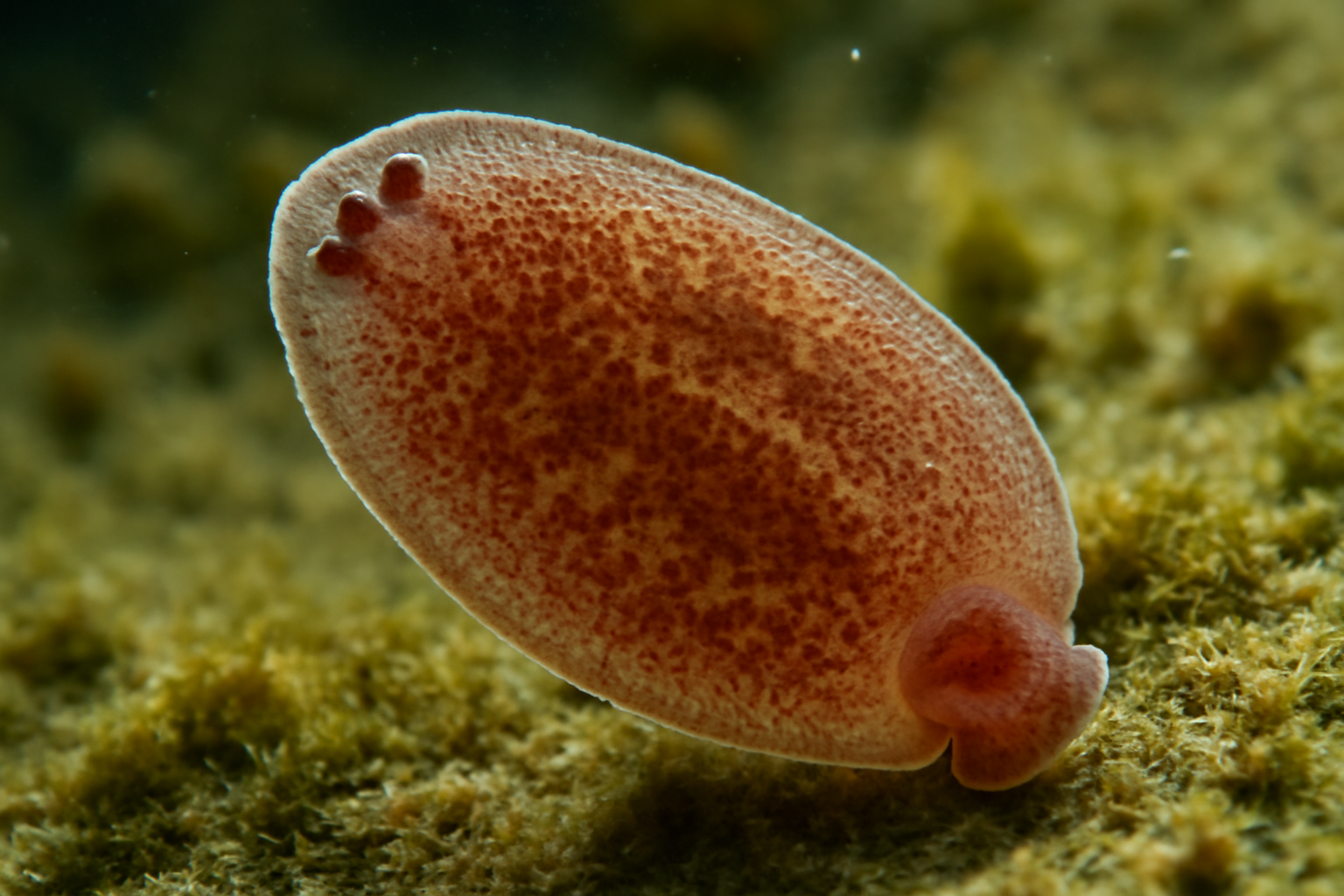 Monogenean flatworm