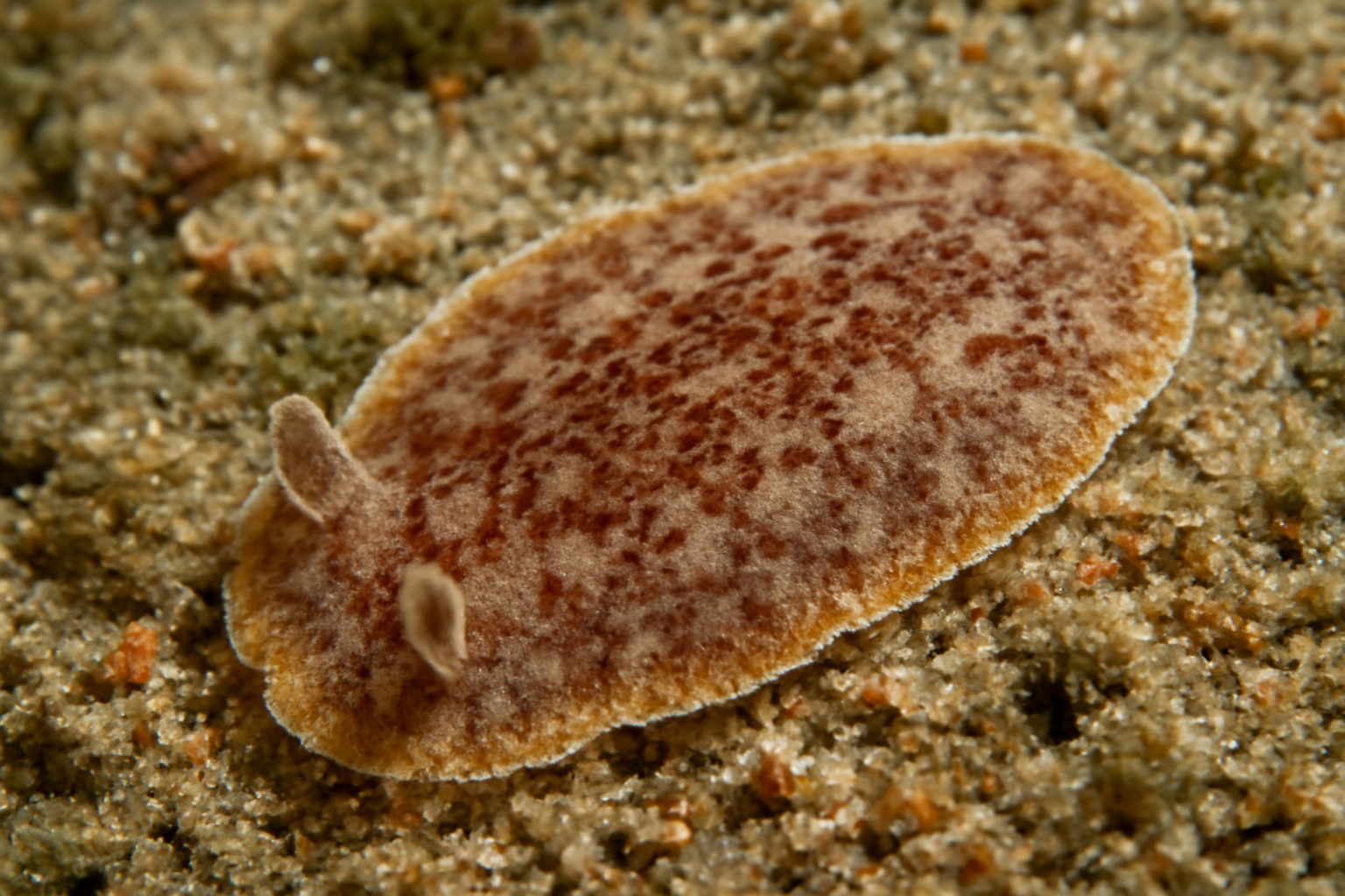 Neoheterocotyle darwinensis