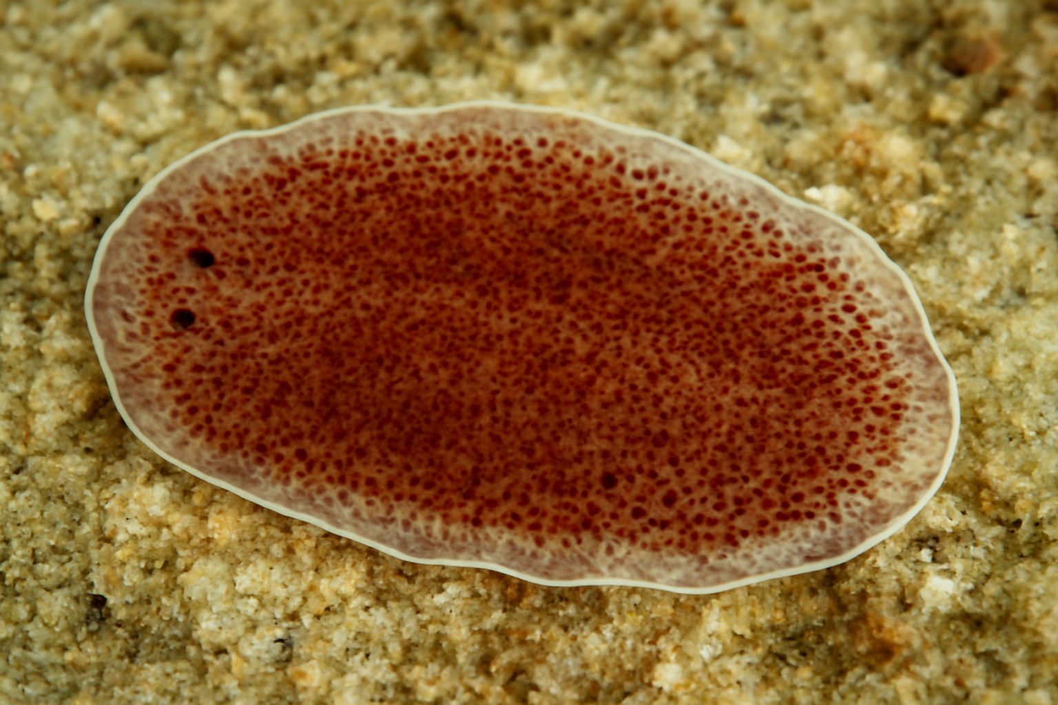 Neoheterocotyle australis