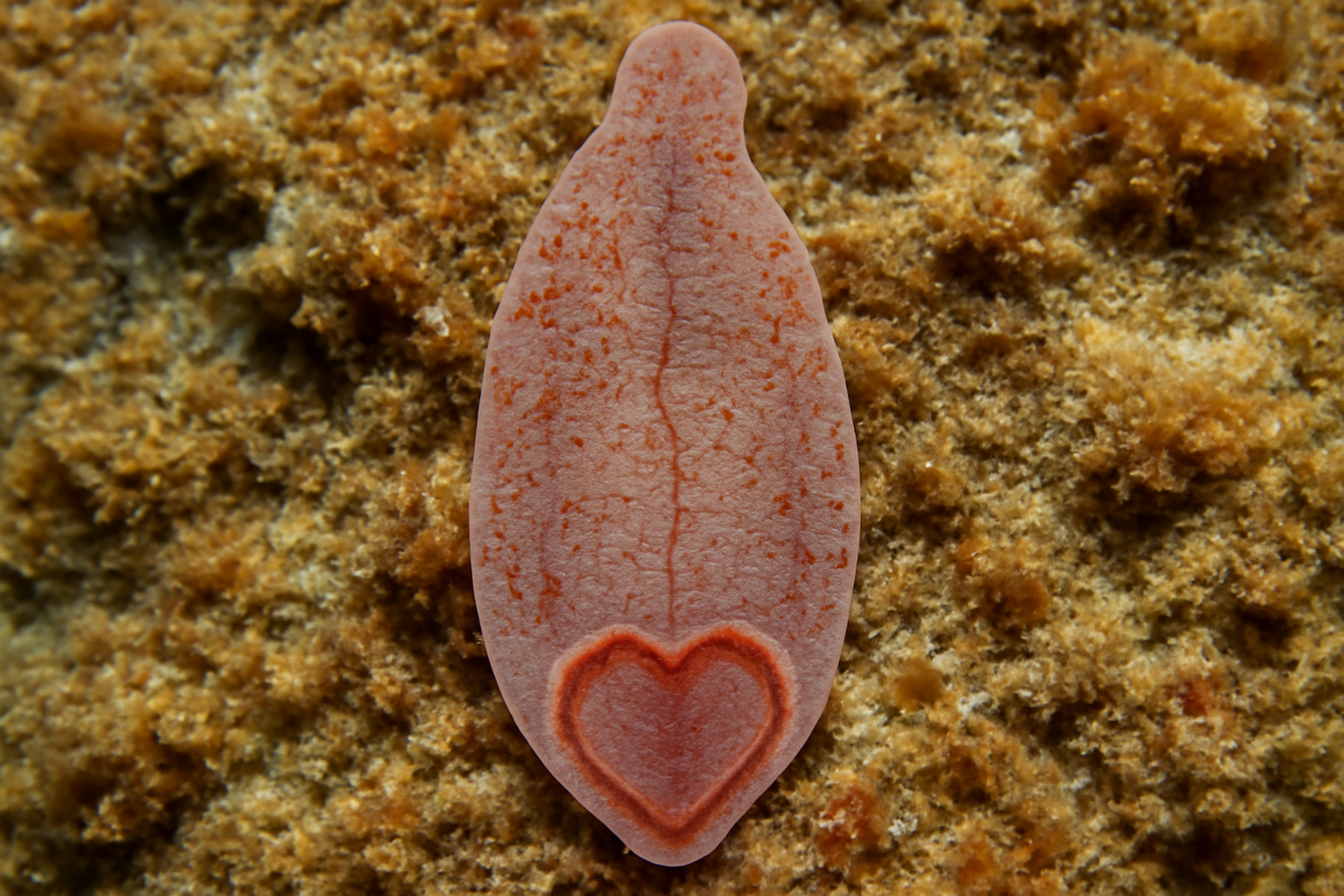 Calicotyle australiensis