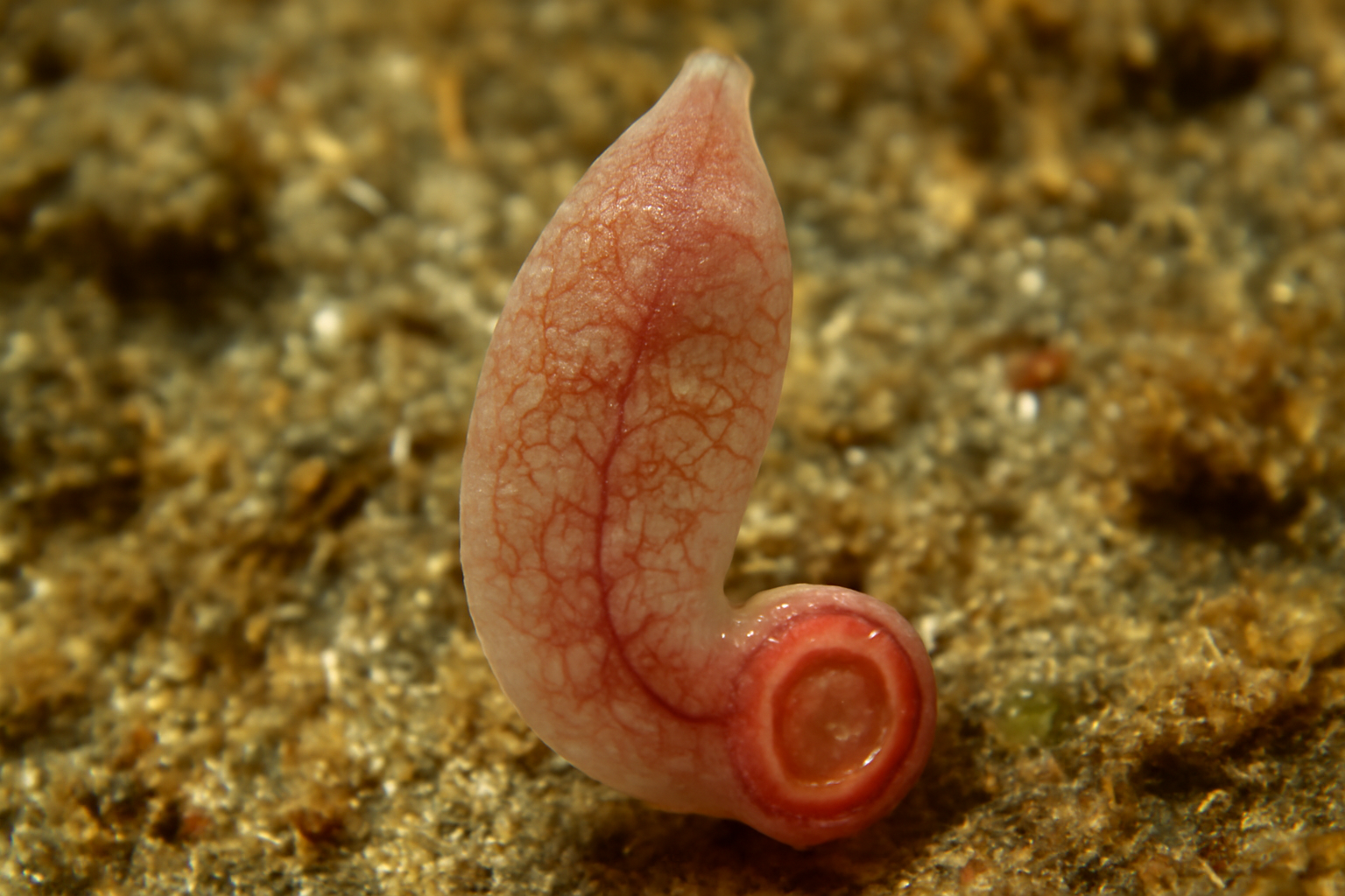 Calicotyle californiensis