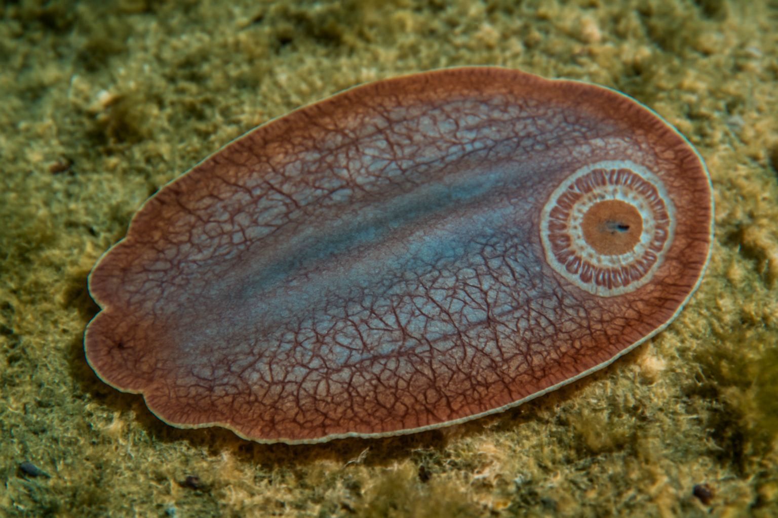 Thaumatocotyle Pseudoorlani
