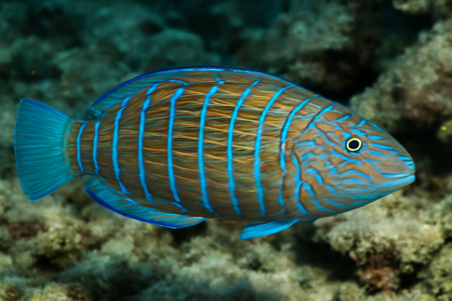 Ring wrasse