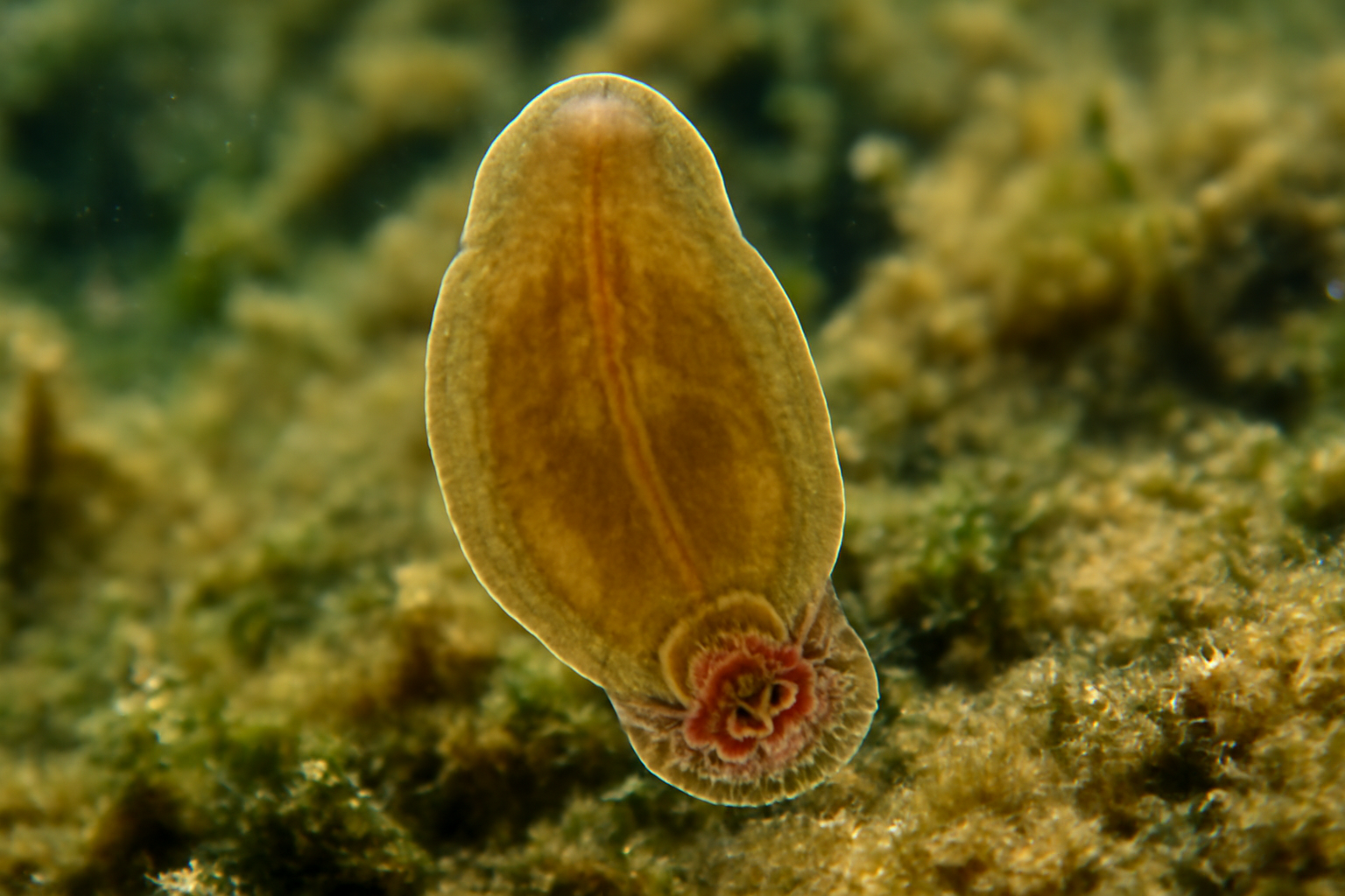 Green's monogenean