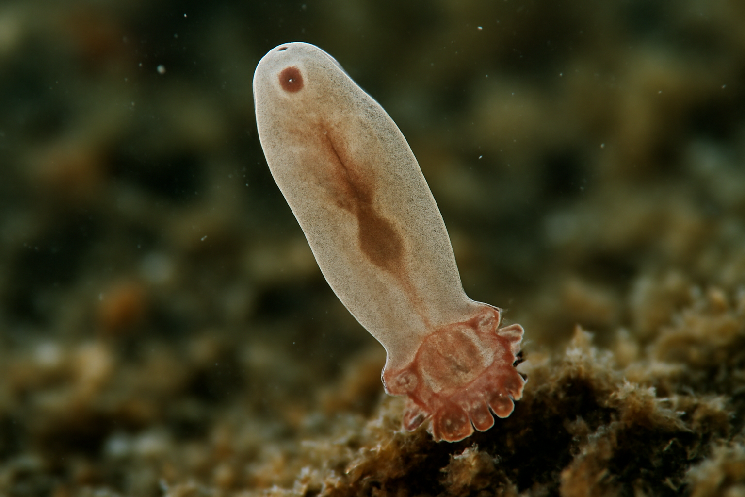 Patagonian monogenean