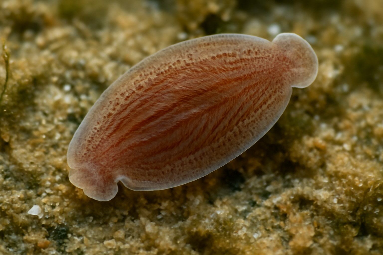 Puget Sound monogenean