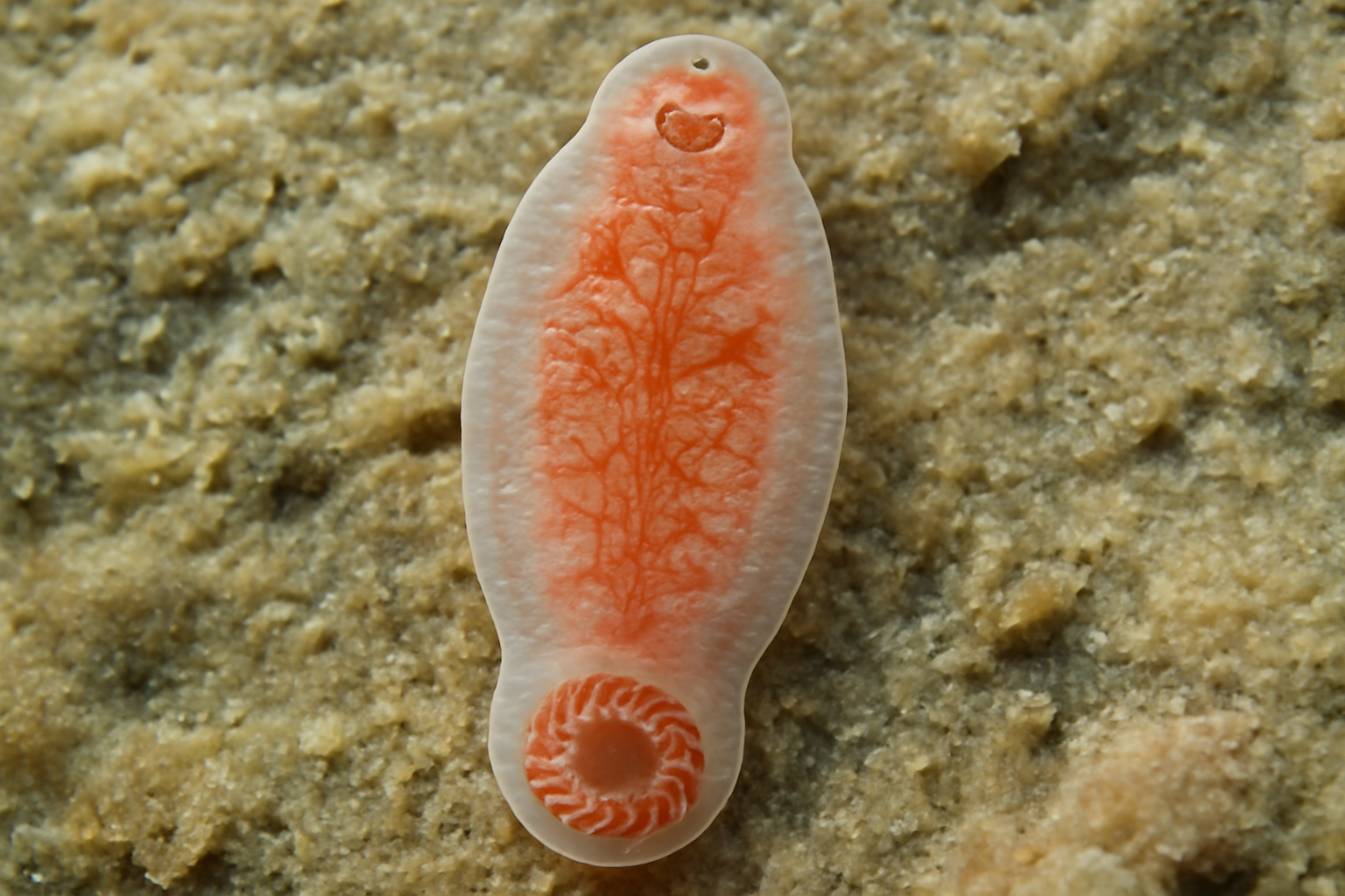 Montagu's monogenean