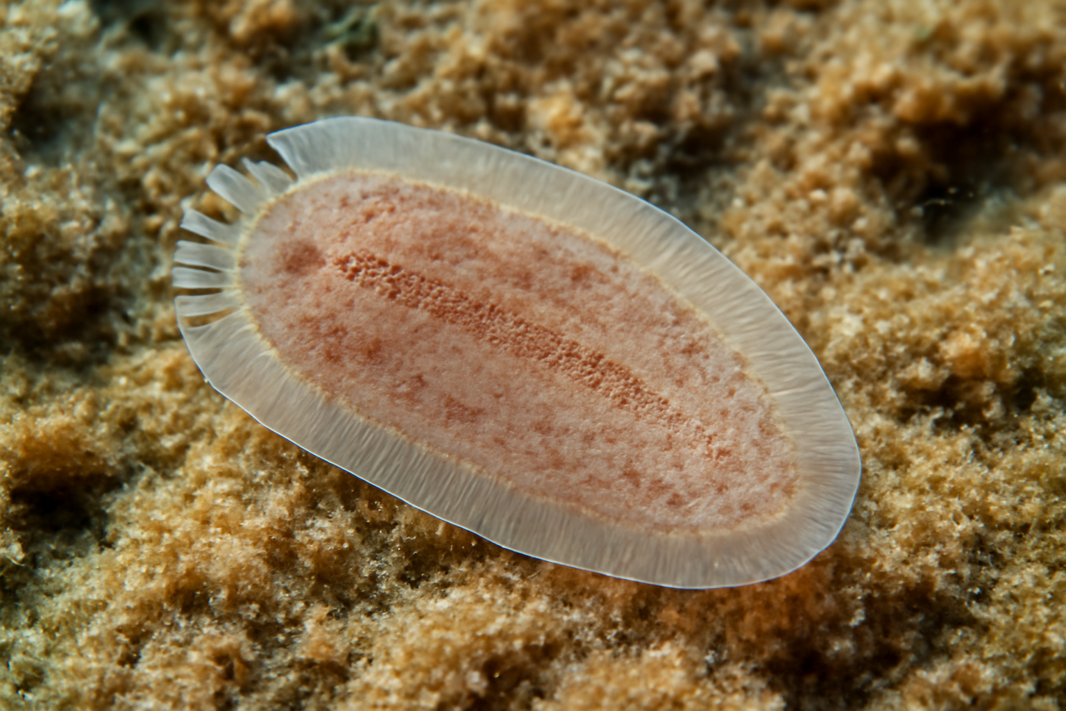Neodiclidophora maccallumi