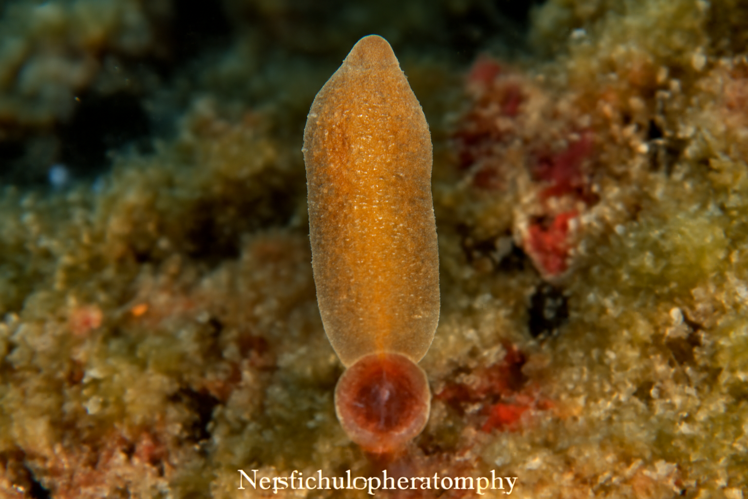 Neodiclidophora smithi