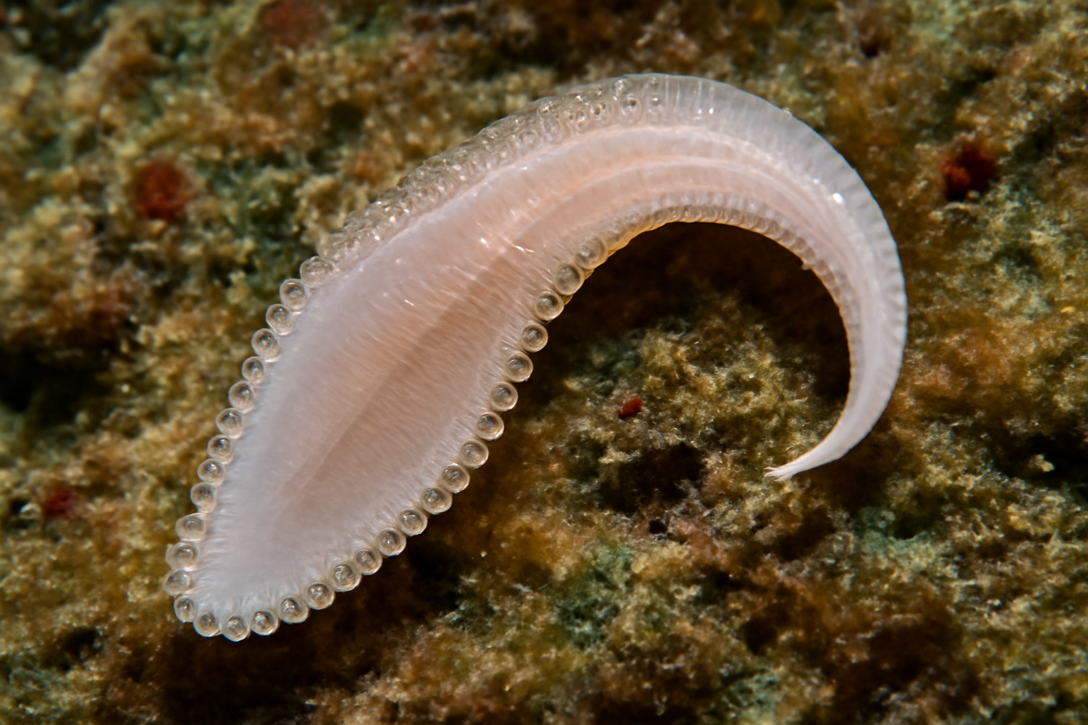 Erpocotyle falcata