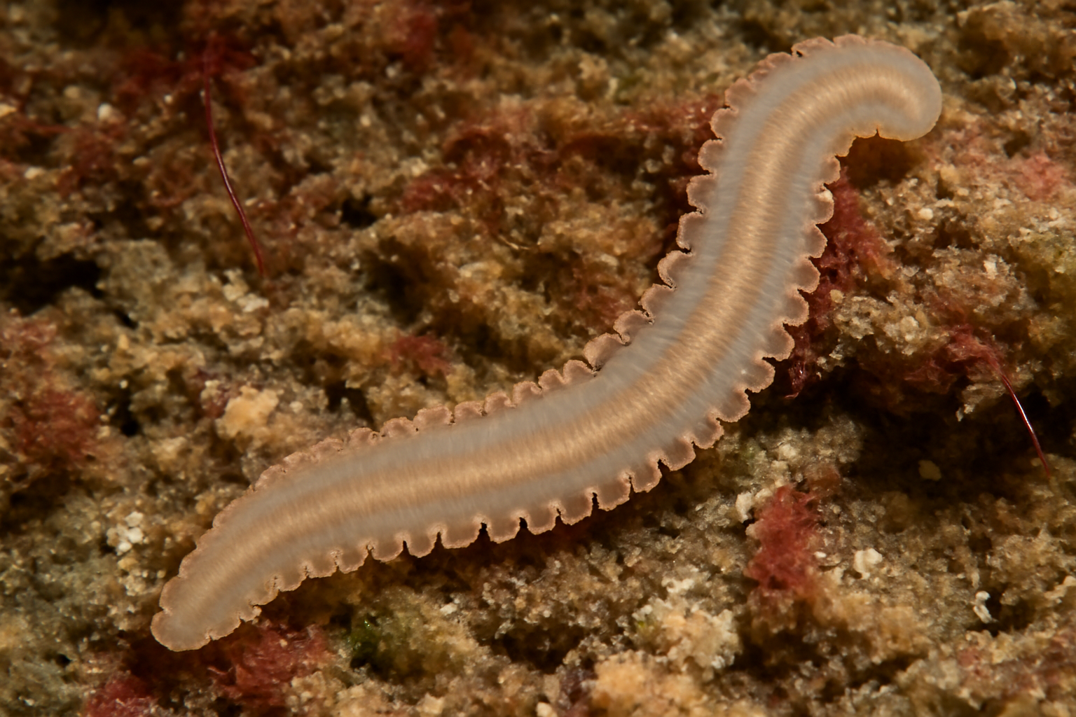 Erpocotyle catenulata