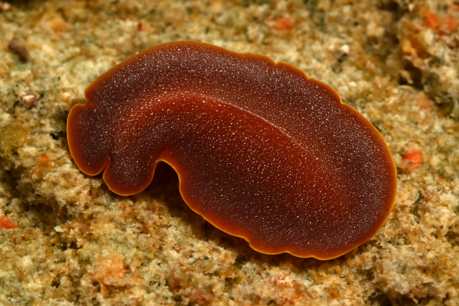 Pacific Parasitic Flatworm