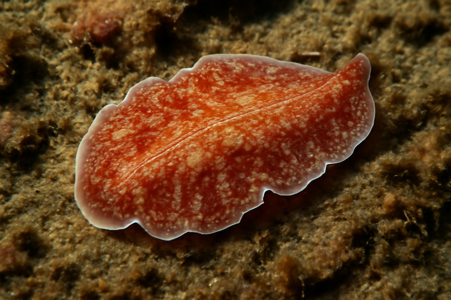 Japanese Parasitic Flatworm