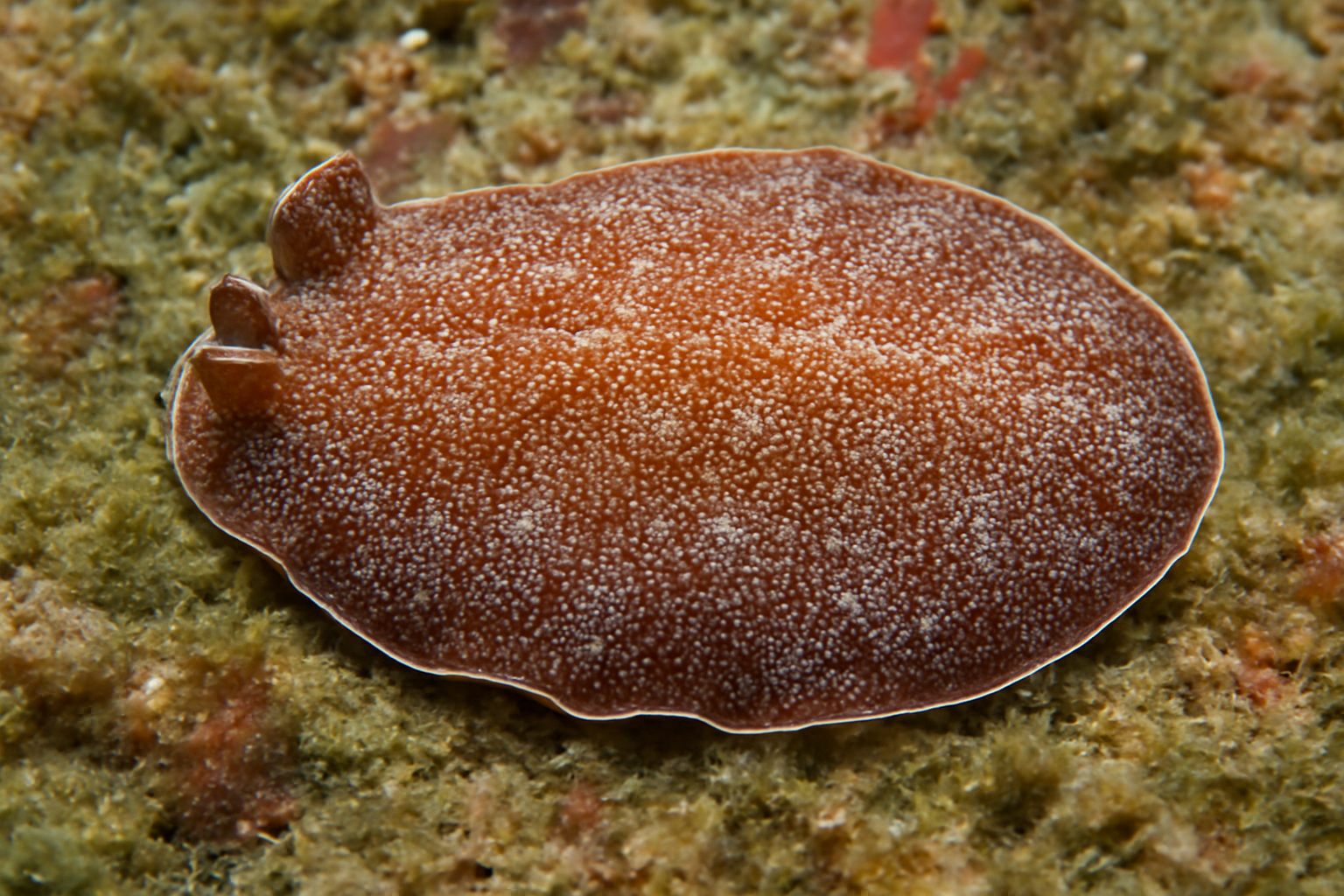 Polystome Flatworm