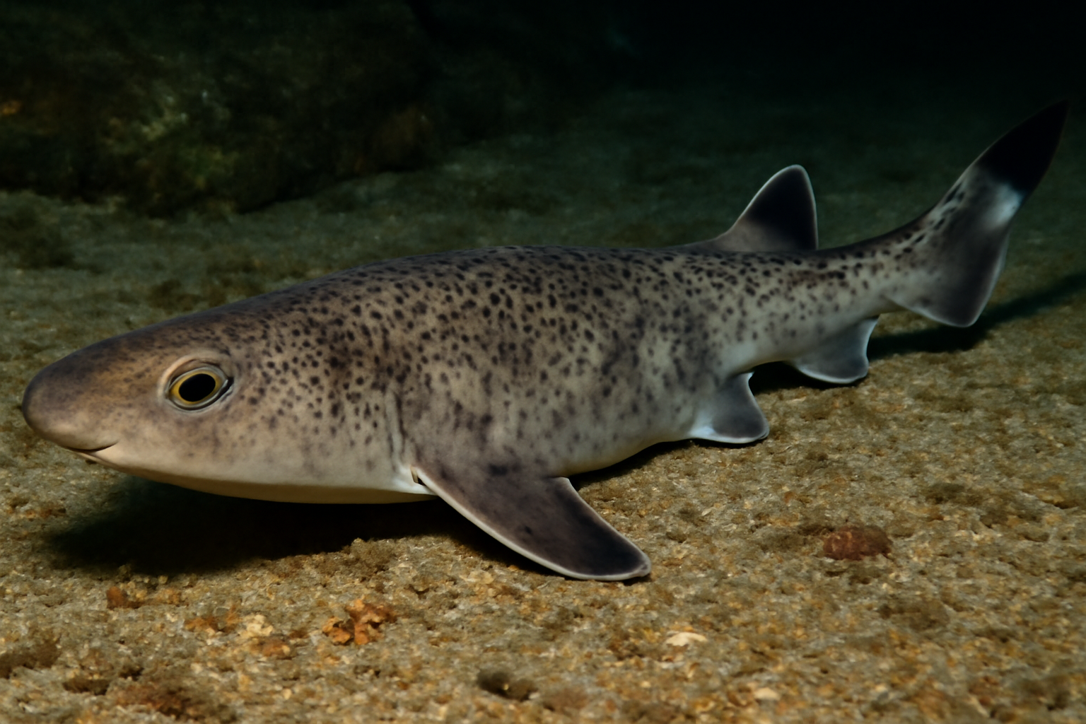 Blacktail Catshark
