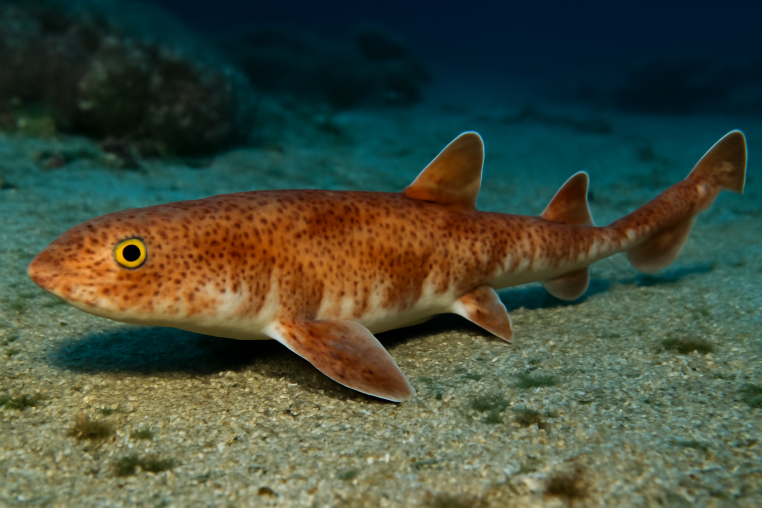 Rusty Catshark