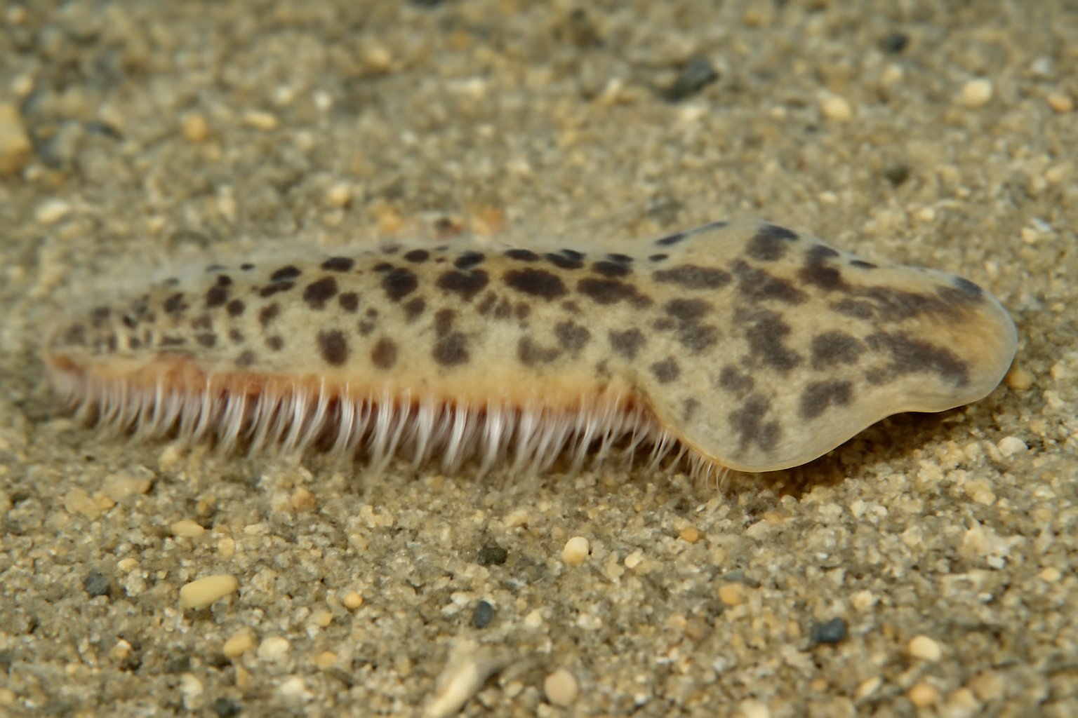 Atlantic guitarfish worm