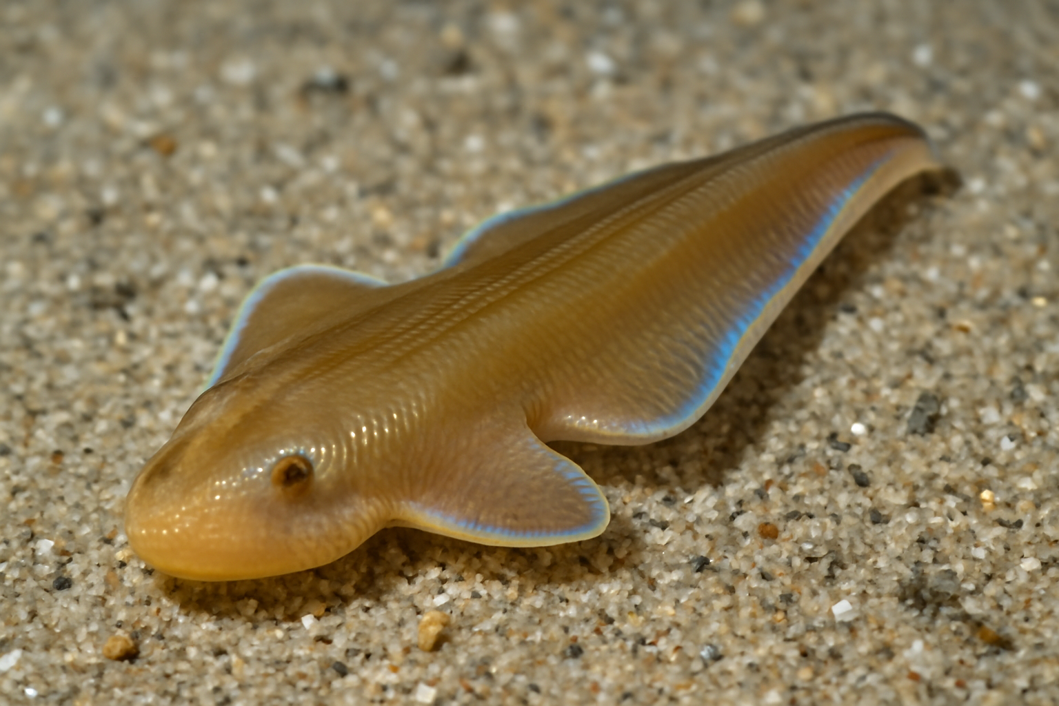 Pacific guitarfish worm