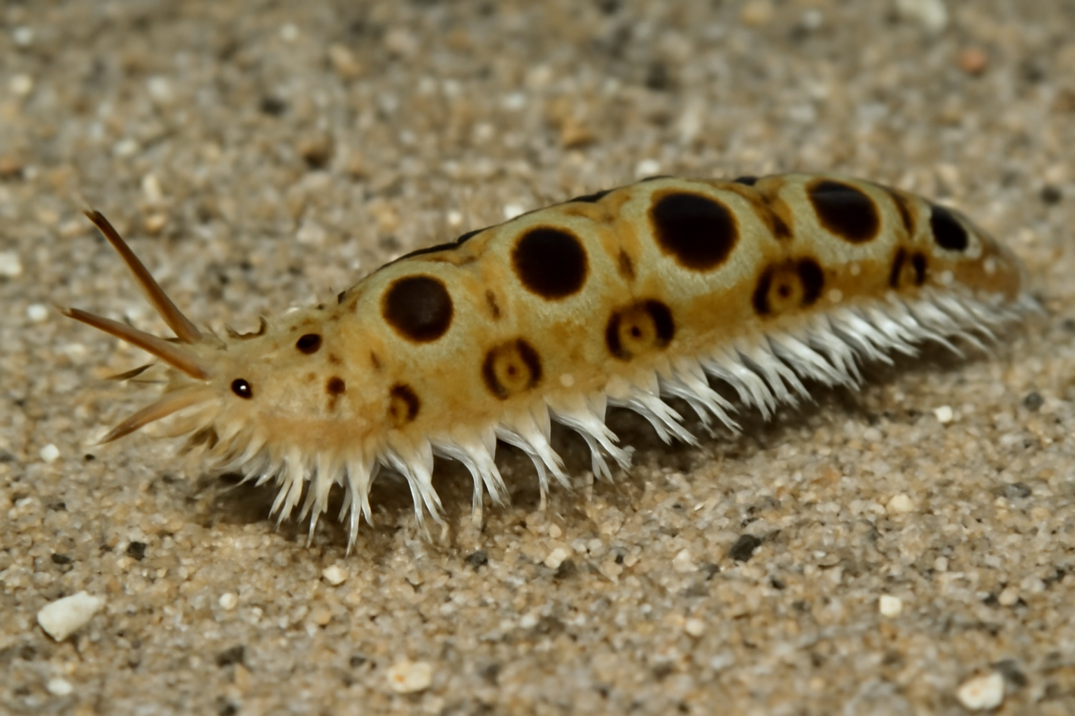 Bullseye stingray worm