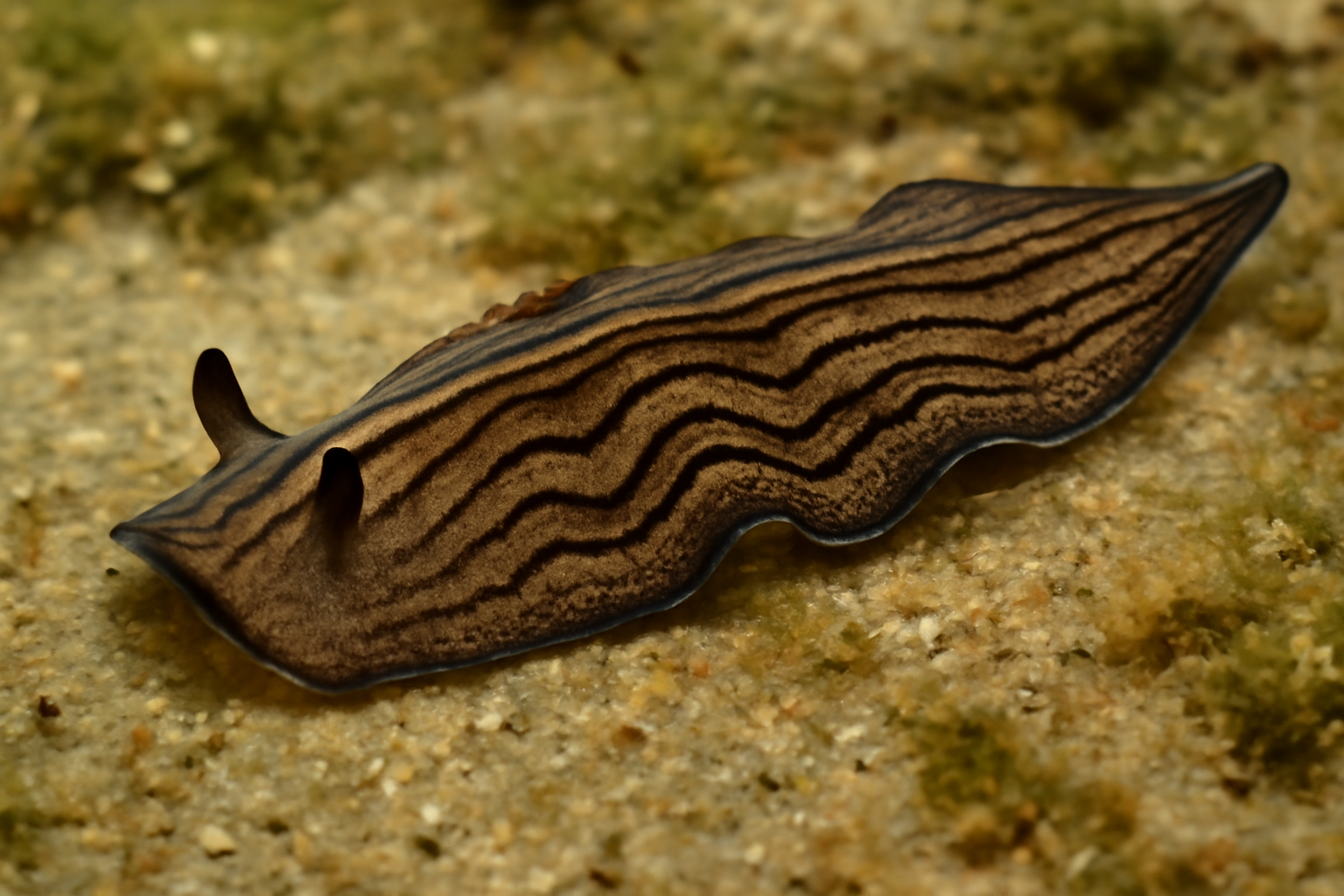 Gangesia punjabensis