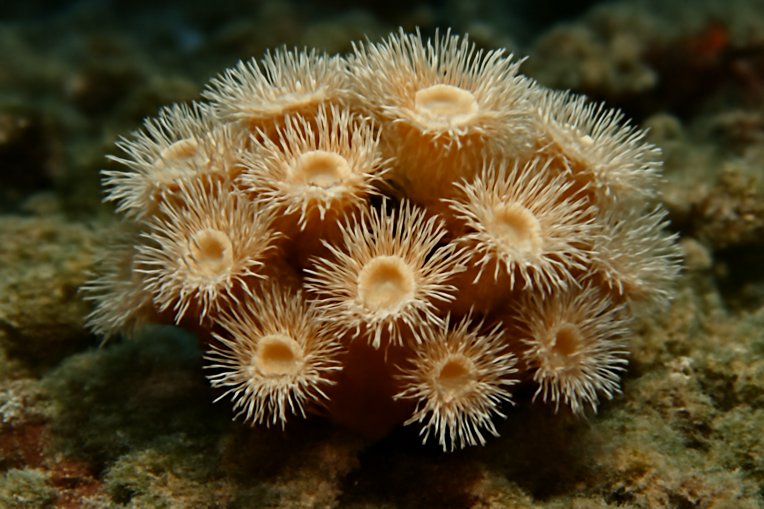 Palmervile's Coral