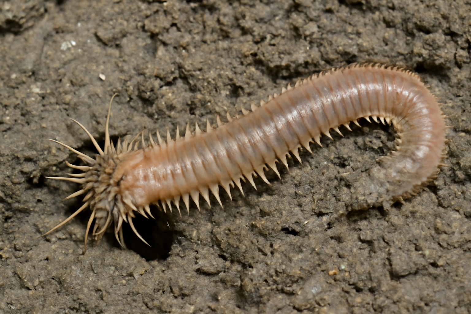 Mud-dwelling worm