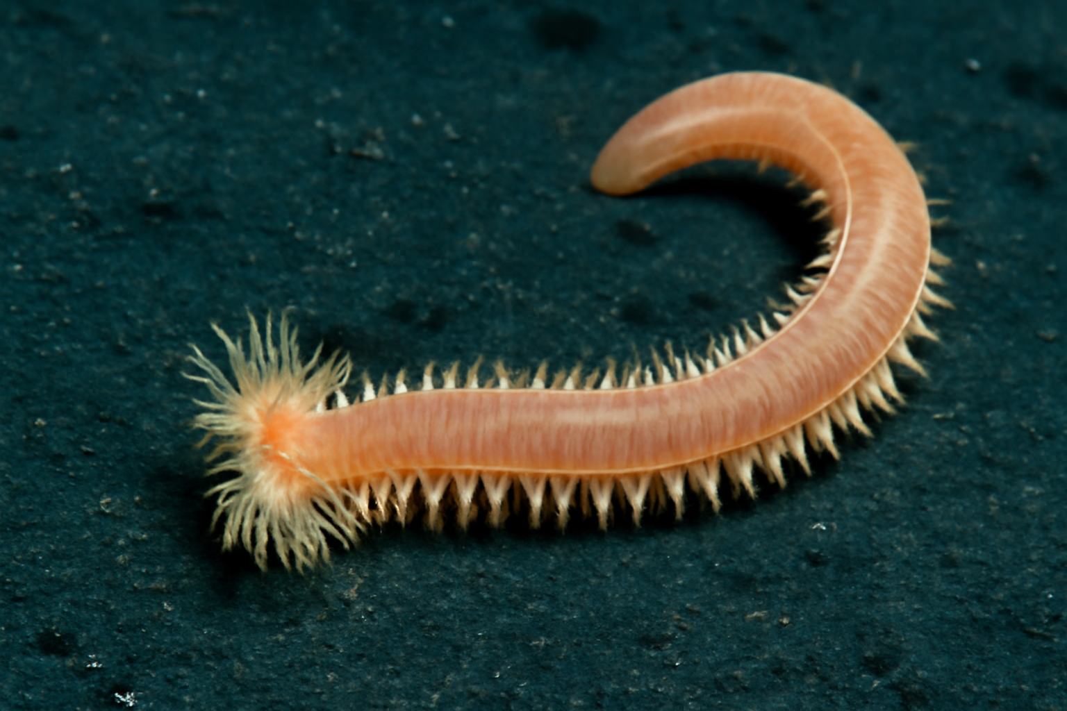 Deep-sea worm
