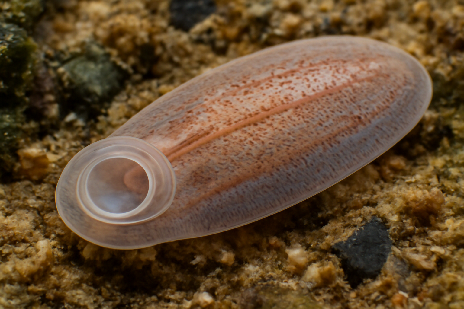 Aspidogaster limacoides