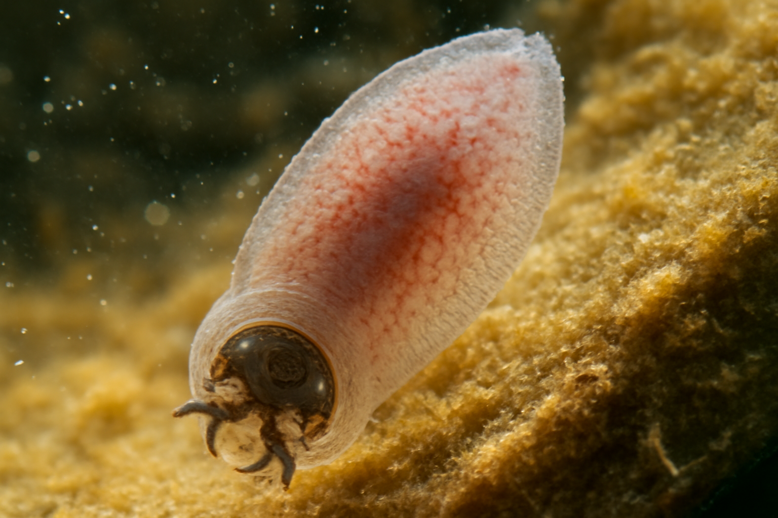 Gills' Monogenean