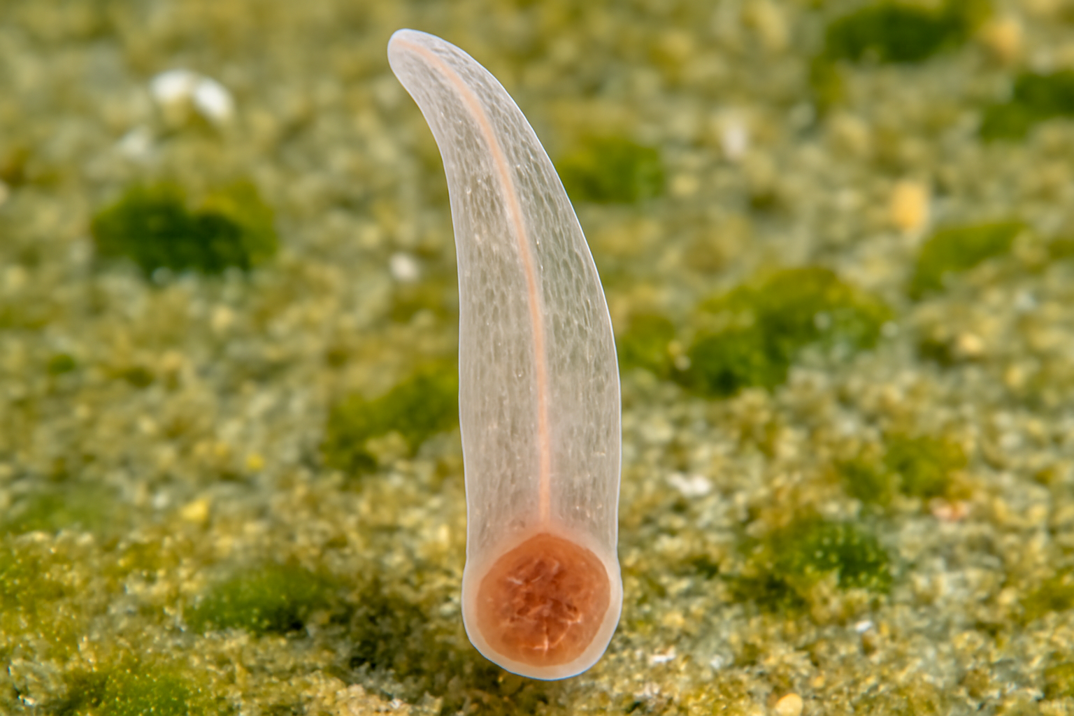 Elongated Monogenean