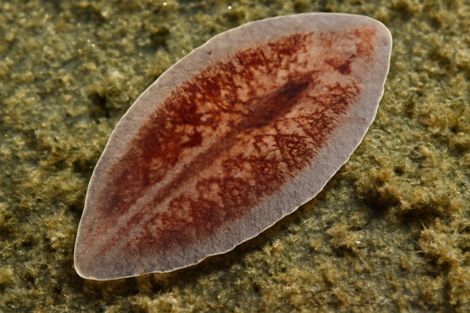 Giant Liver Fluke