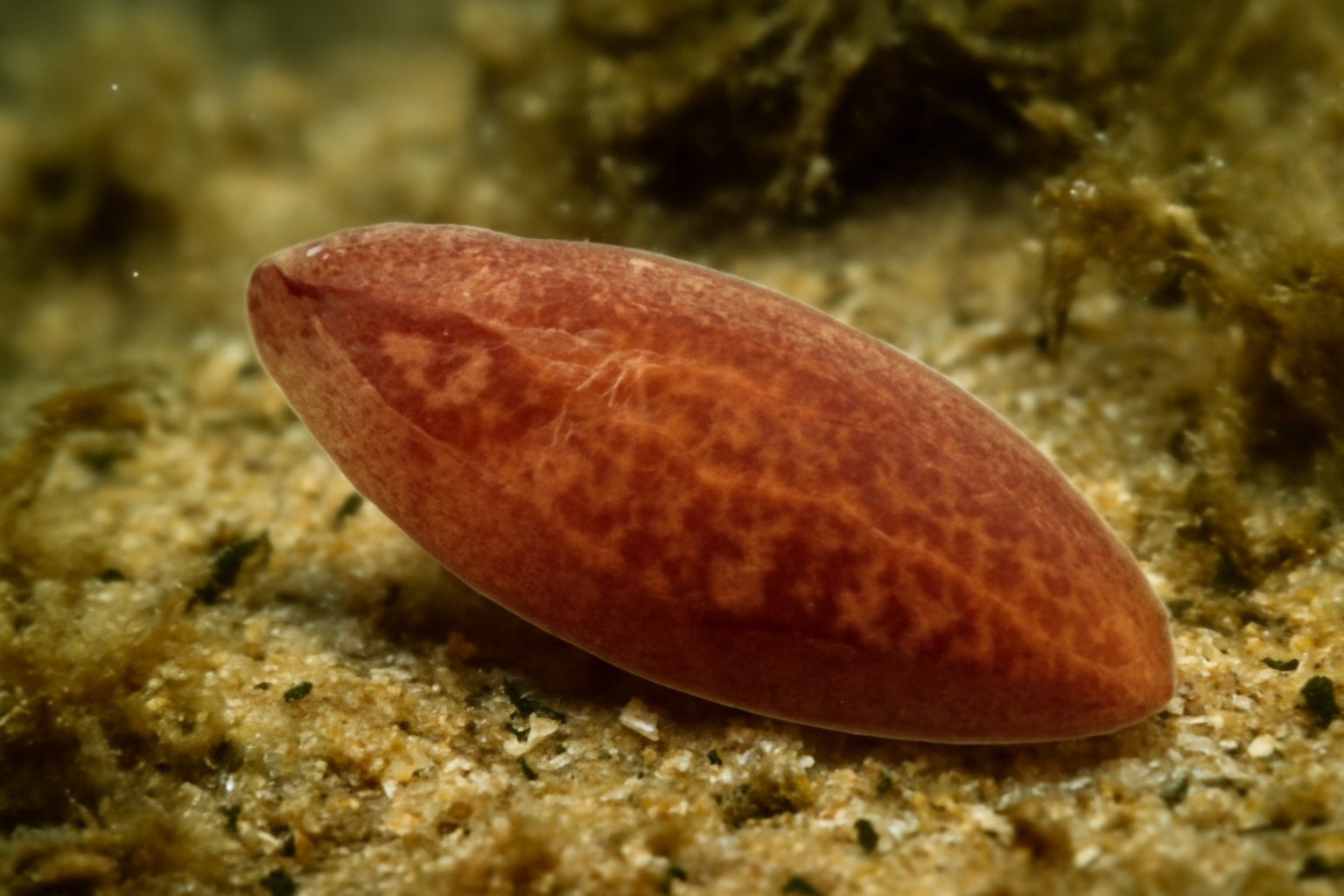 Cat liver fluke