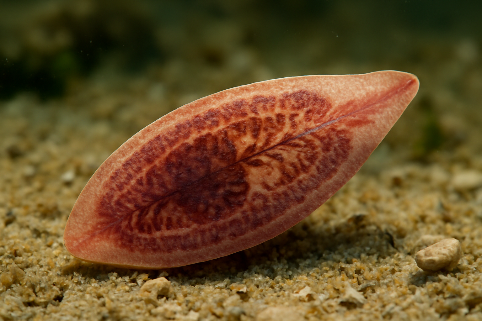 Oriental liver fluke