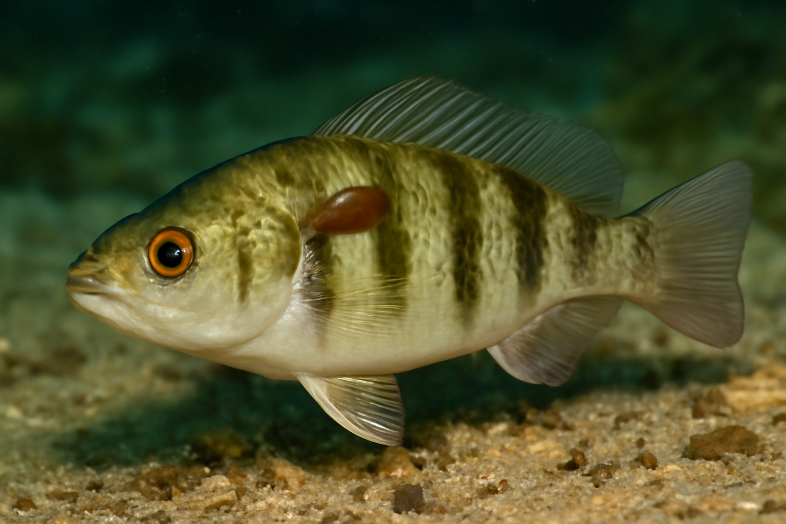 Sheephead Minnow Trematode