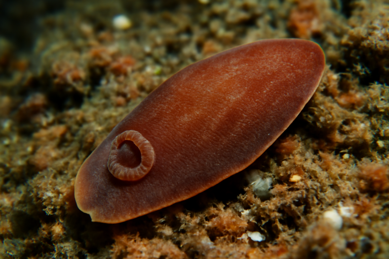 Lingual Trematode