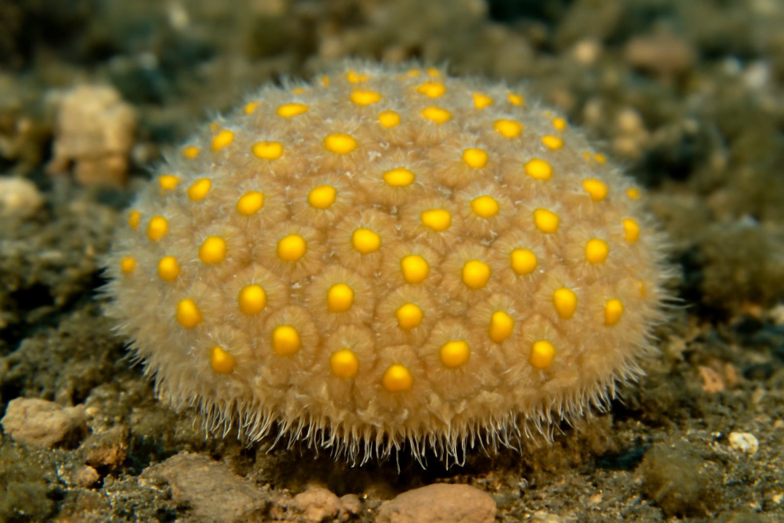 Yellow Spot