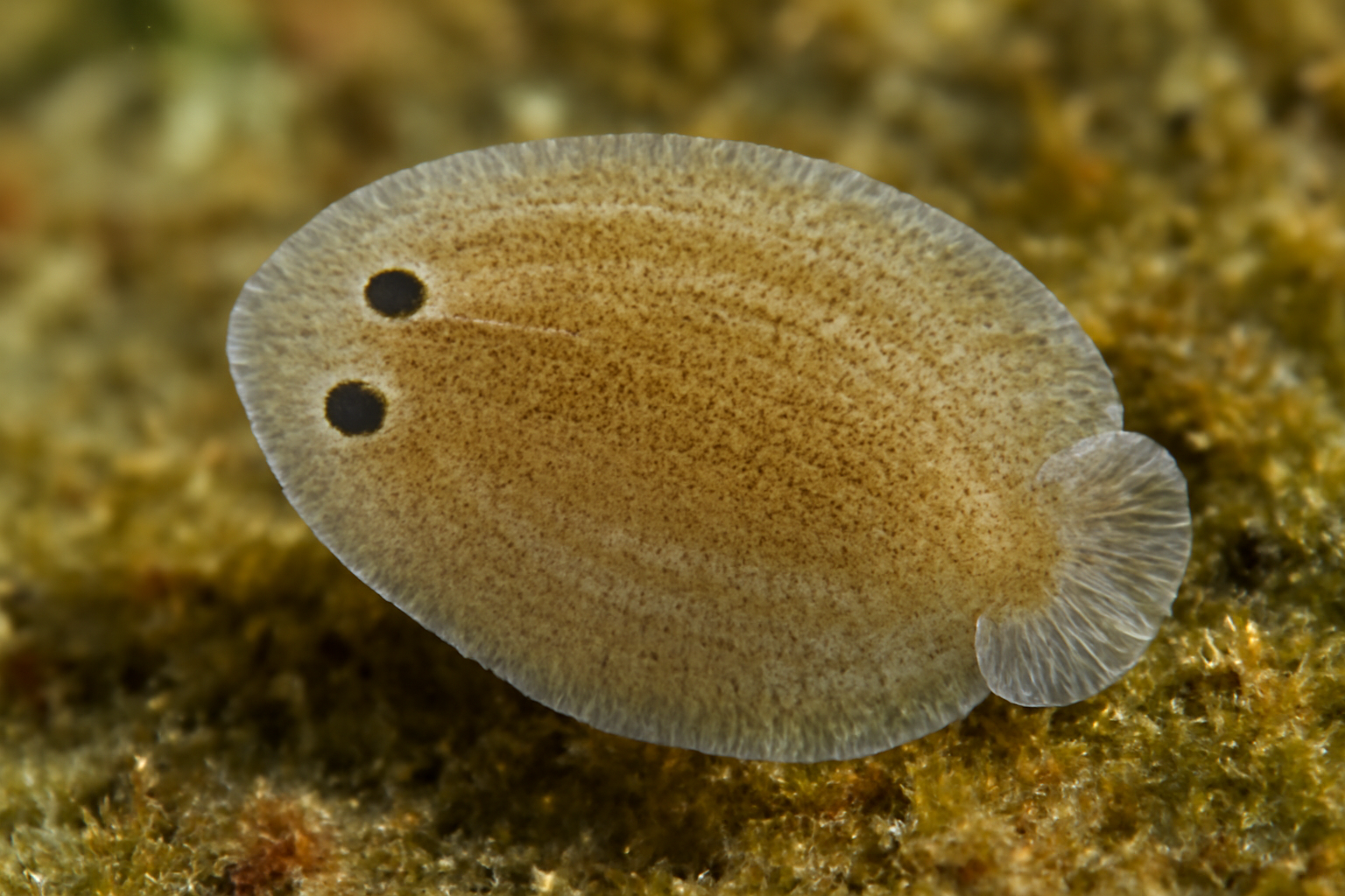 Minute Fluke