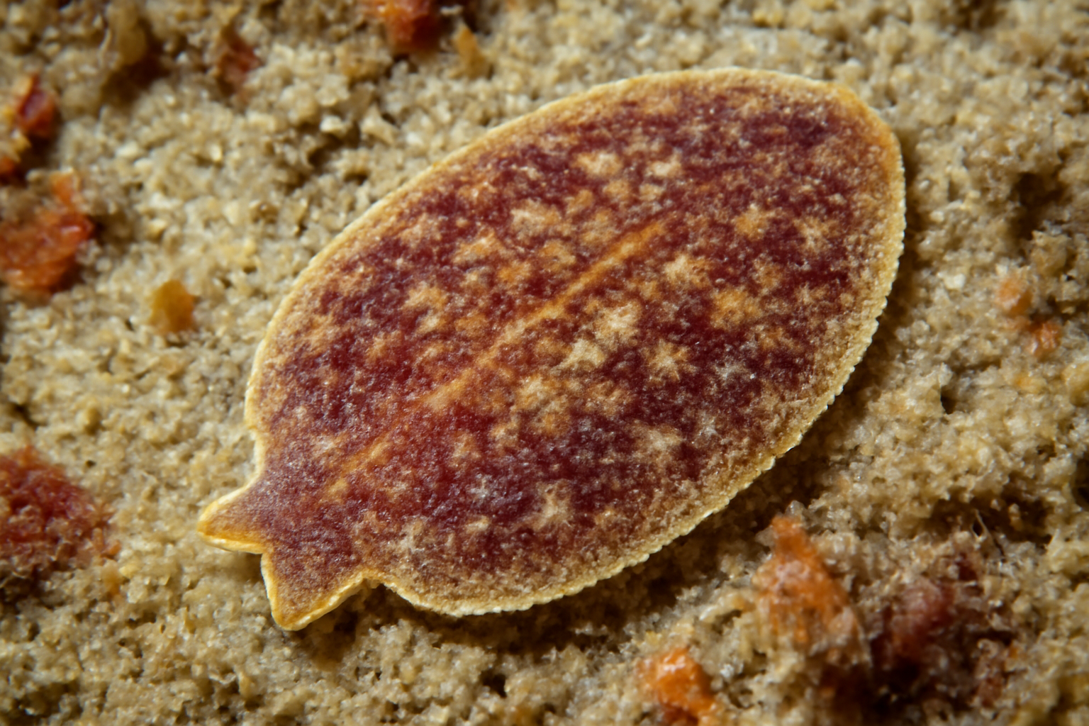 Variegated Tongue Fluke