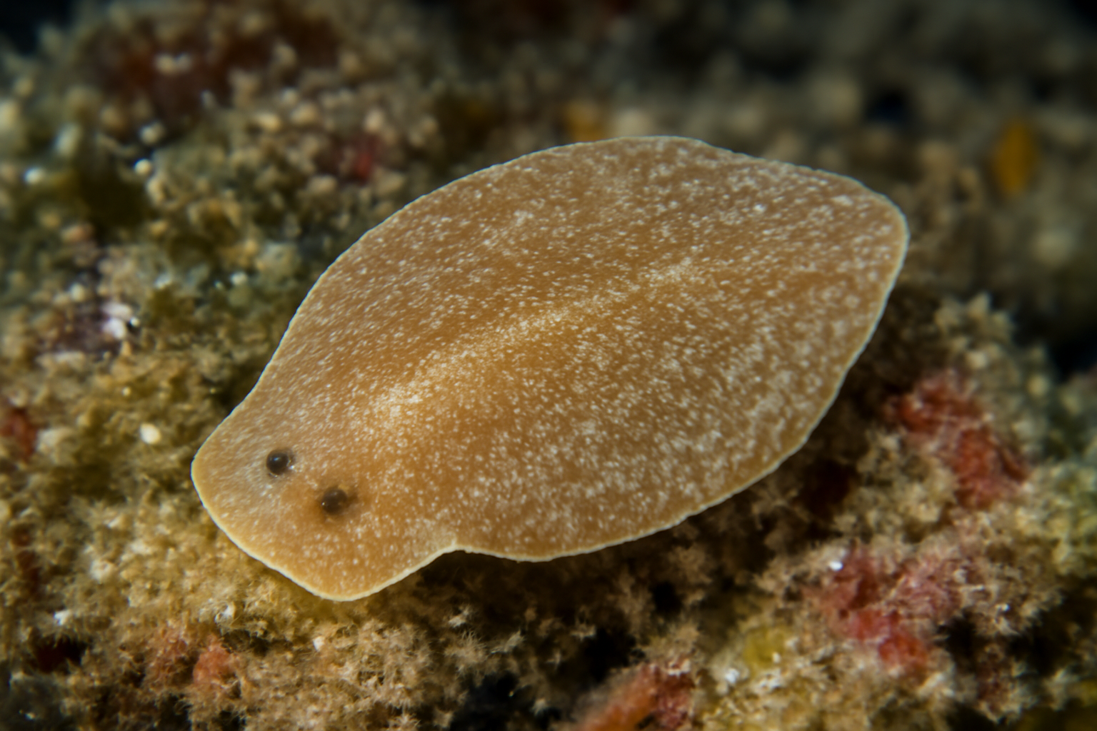 Californian Tongue Fluke