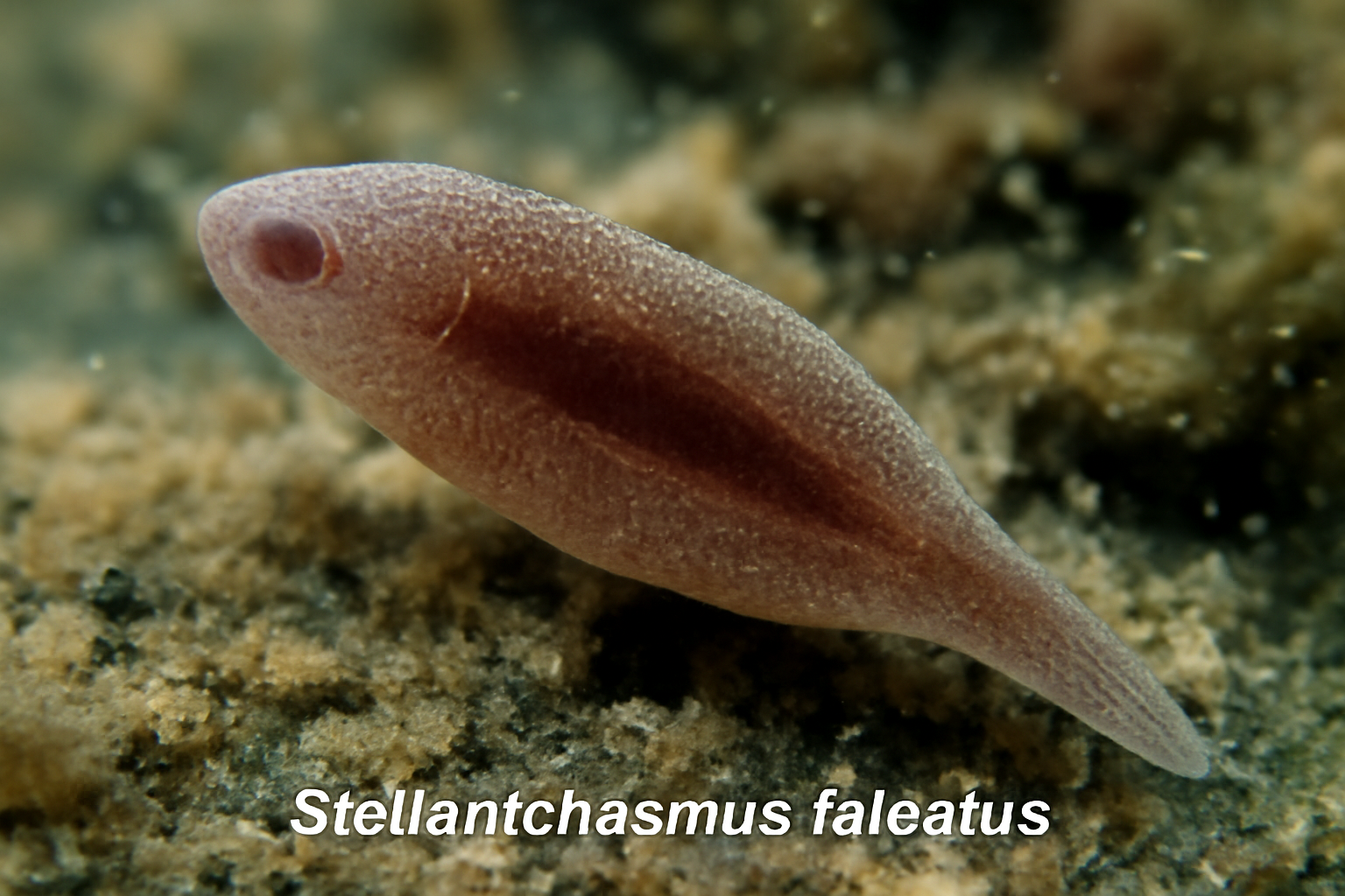 Stellantchasmus falcatus