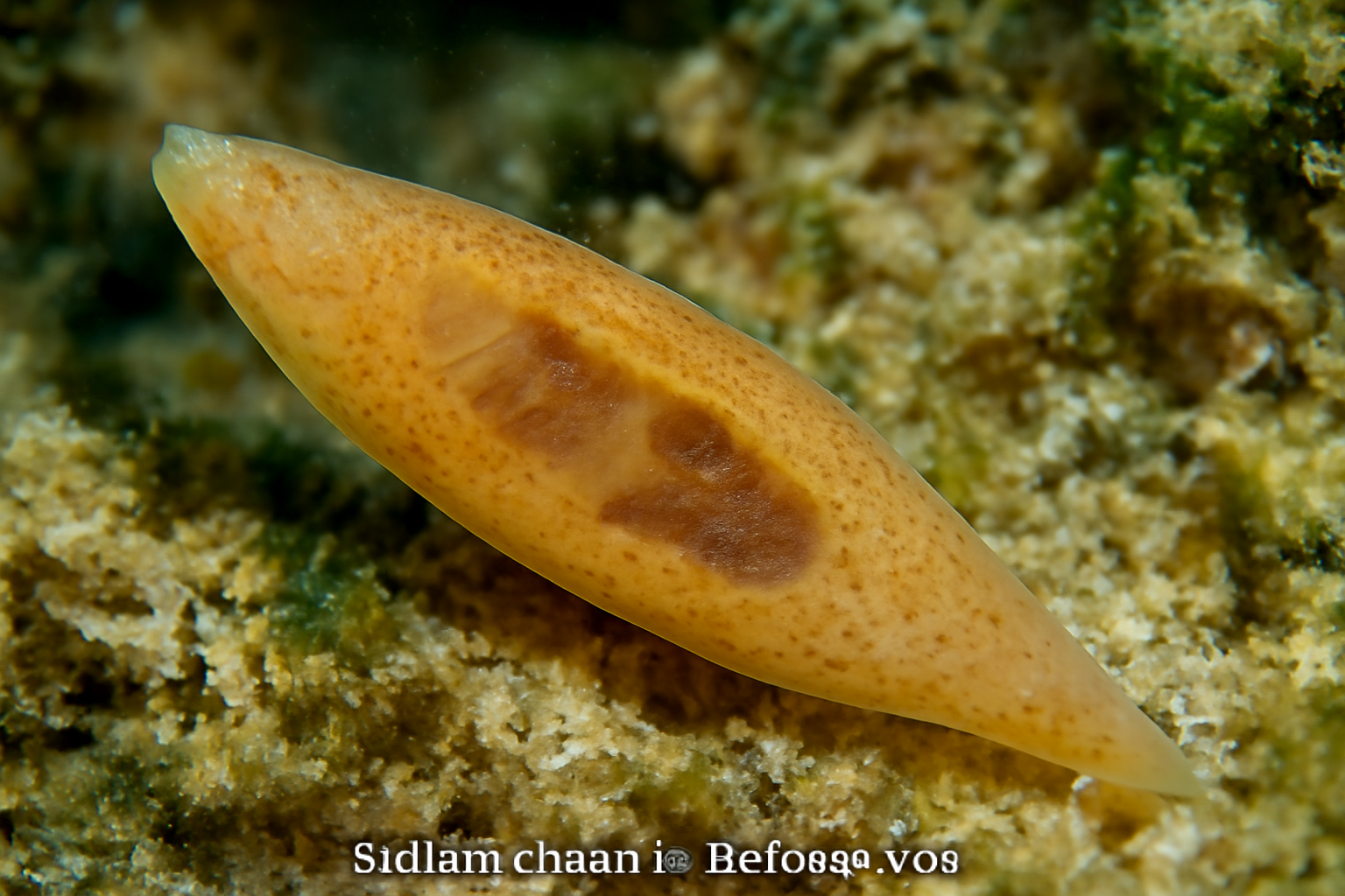 Stellantchasmus dermogenysi