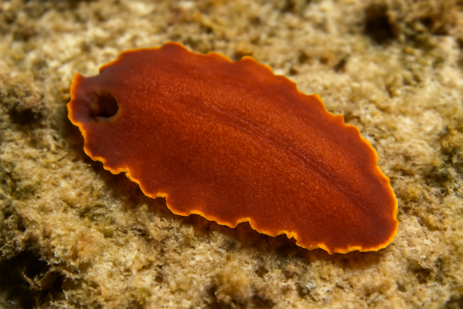 Parasitic flatworm