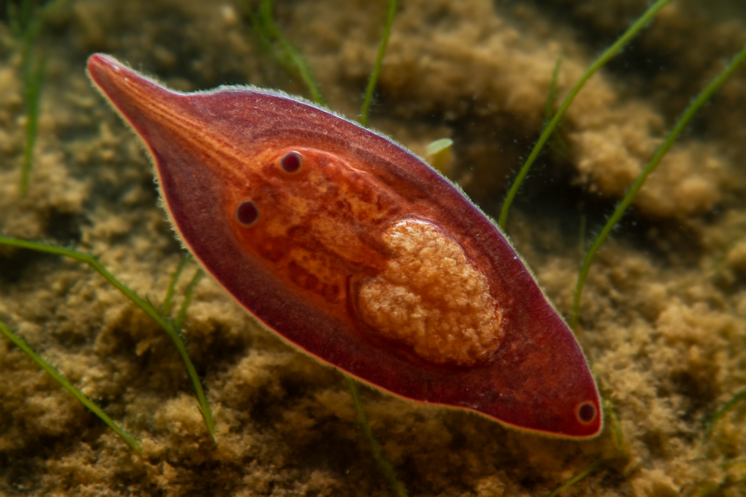 Frog bladder fluke