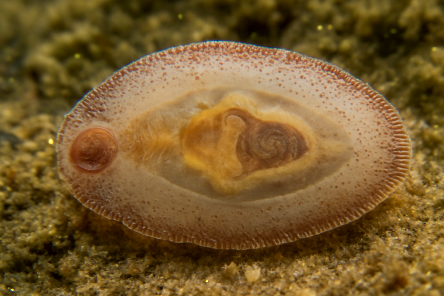 Fish Bladder Fluke