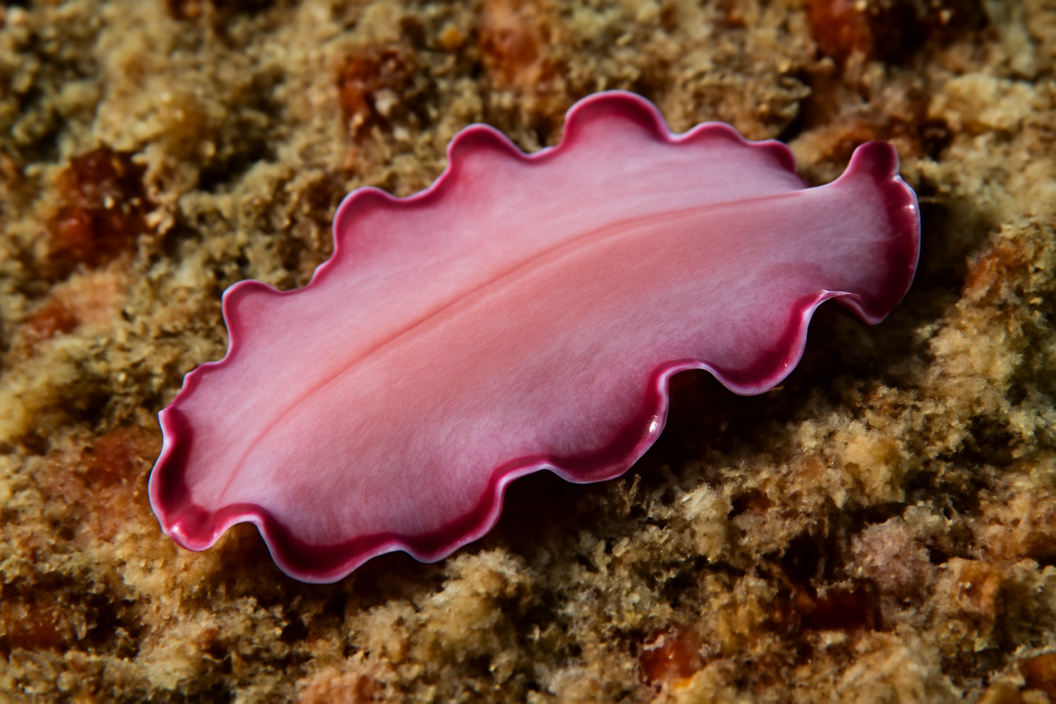 Pinkish flatworm